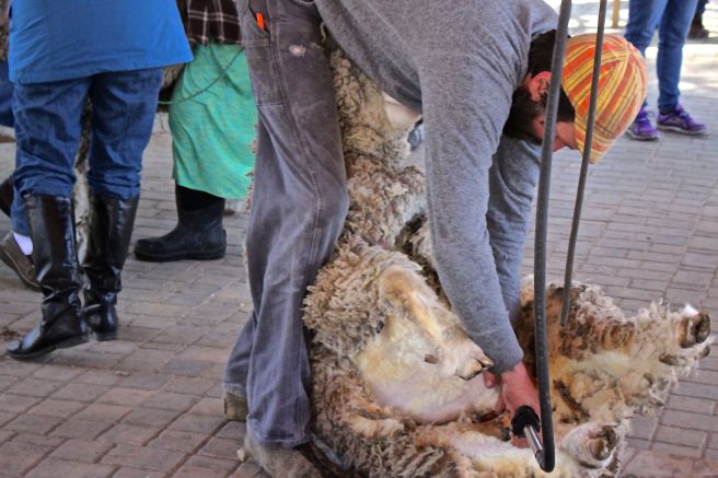 s-sheep shearing
