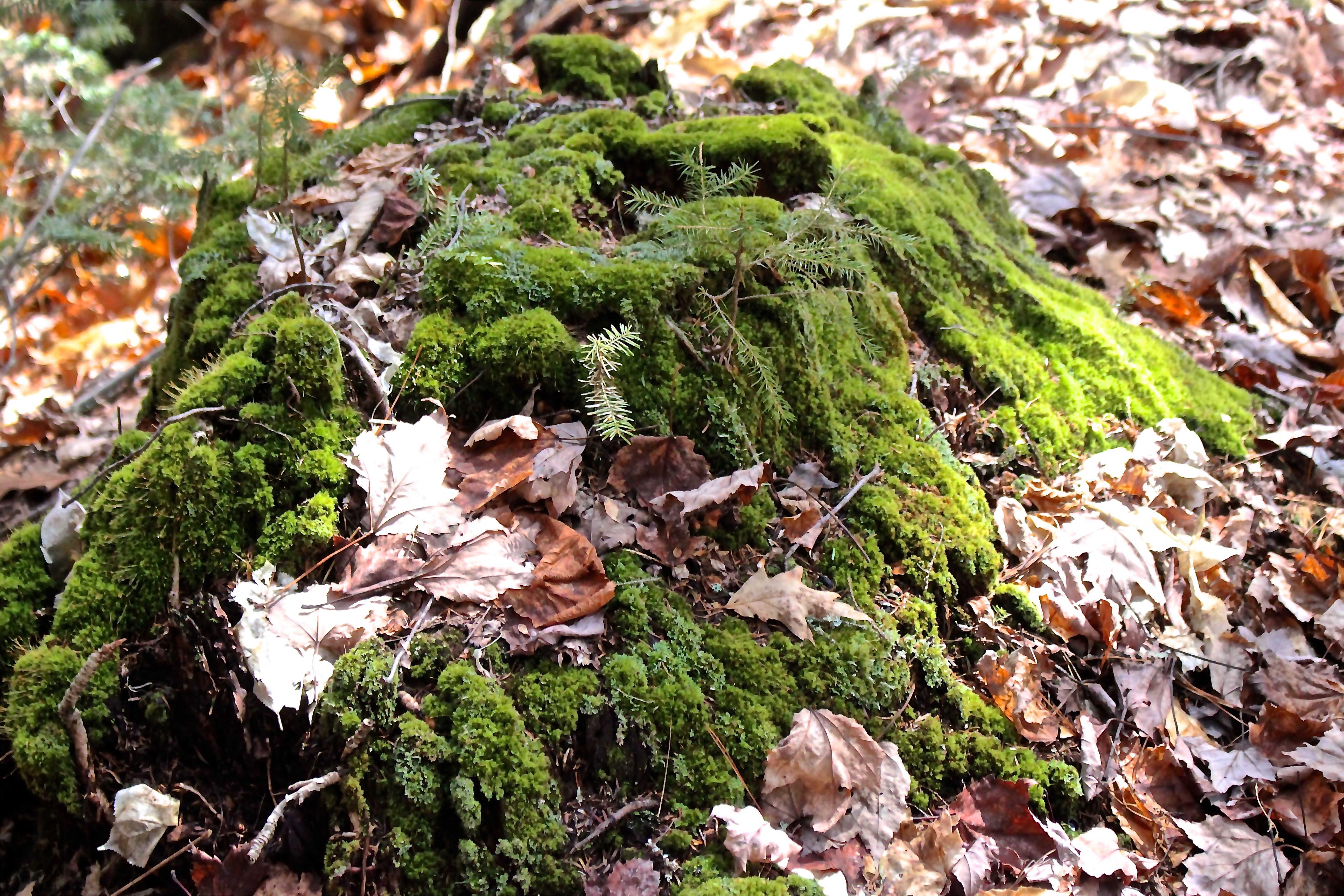 s-stump by chair 100:50