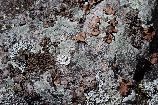 s-toadskin and tripe