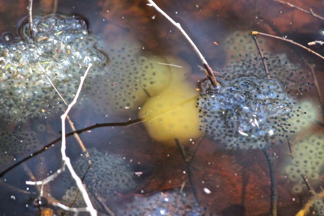 v-frog and sally eggs