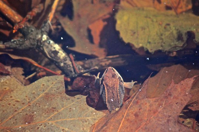 v-peaking out:blending in