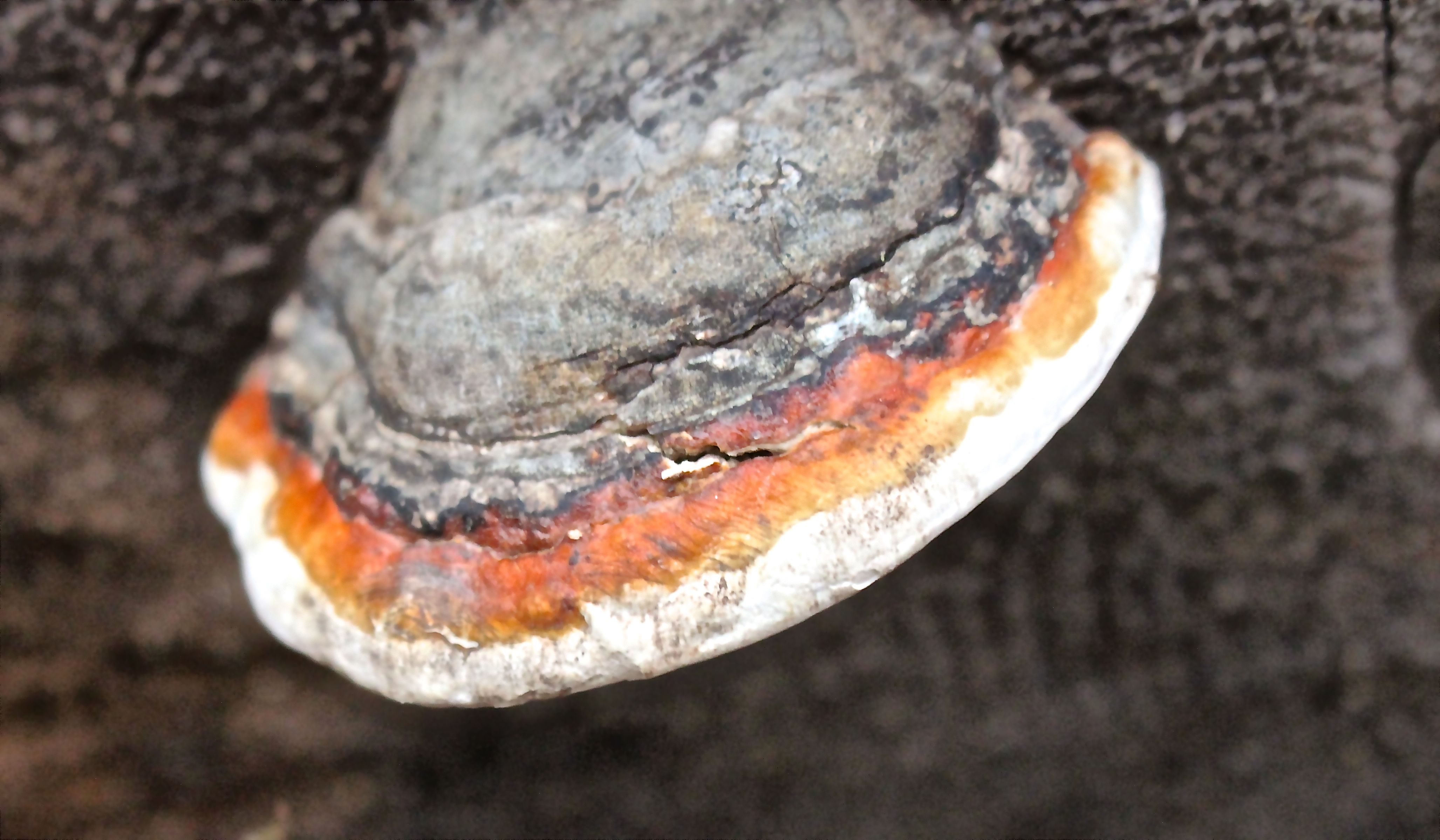 w-s-redbelted polypore