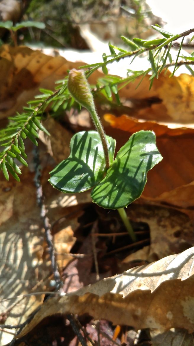 h-beech cotyledon1ph
