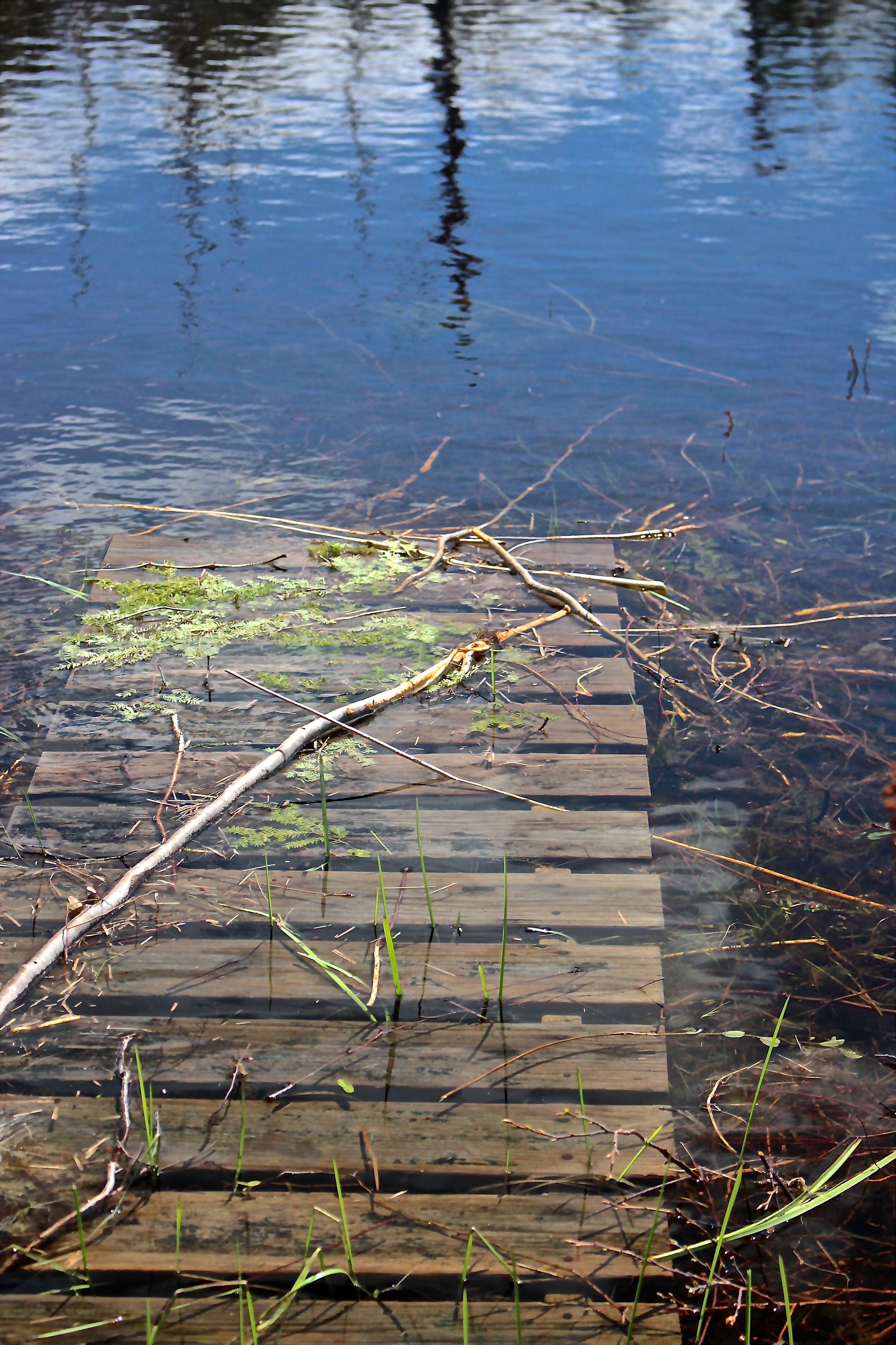 h-boardwalk muddy river:beavers