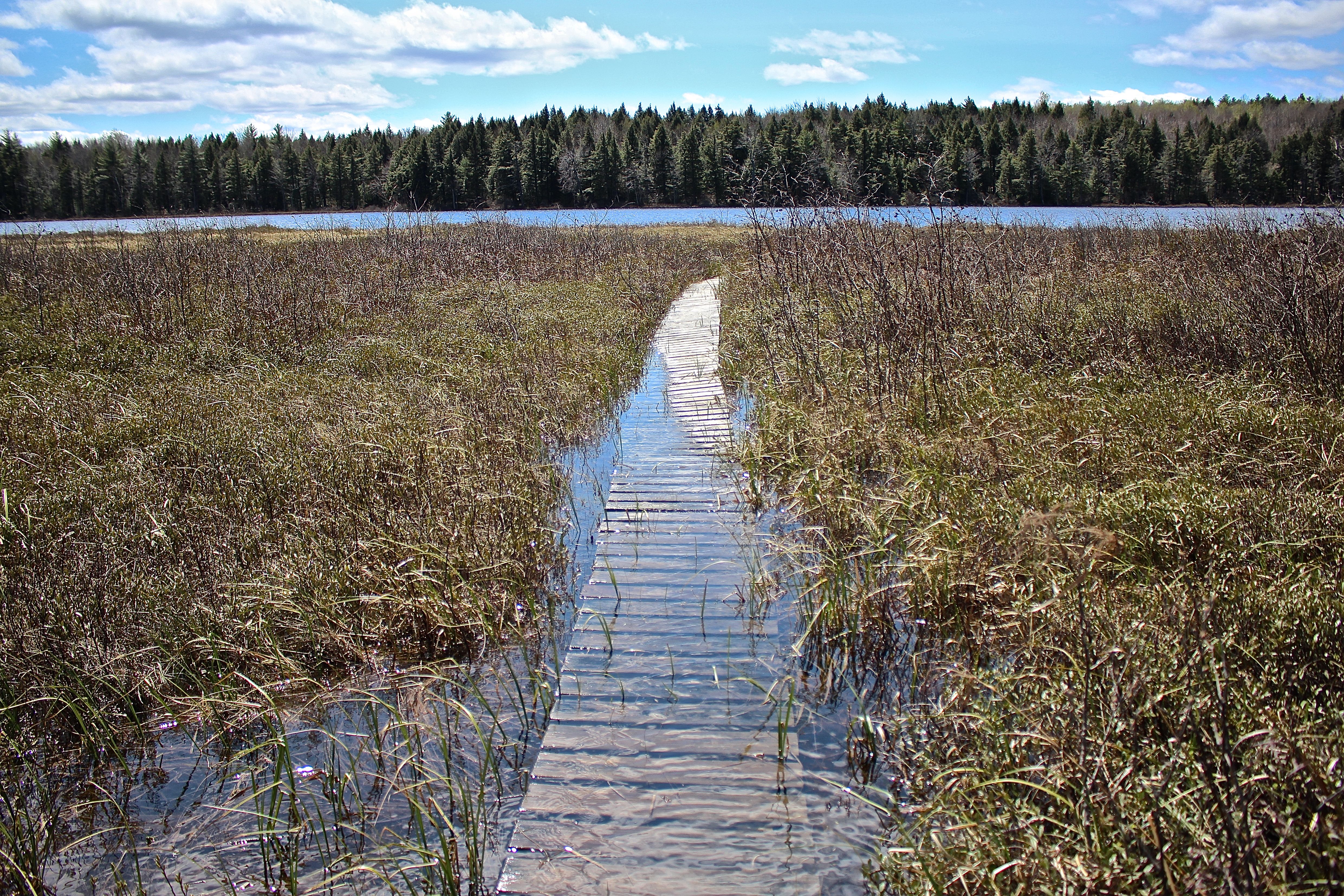 h-boardwalk quaking bog