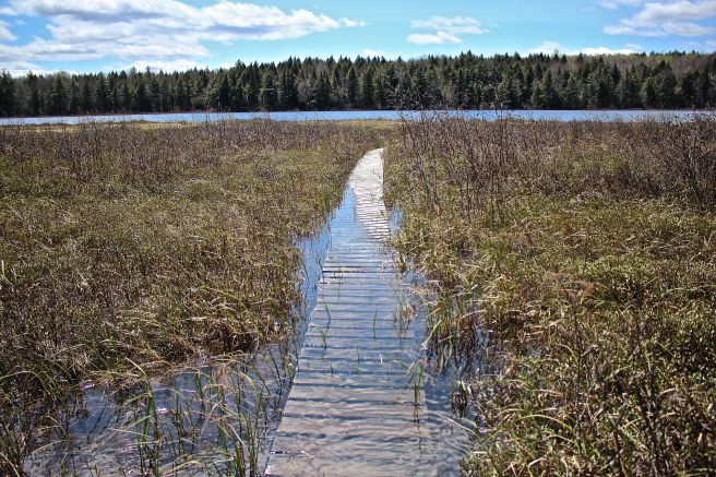 h-boardwalk quaking bog