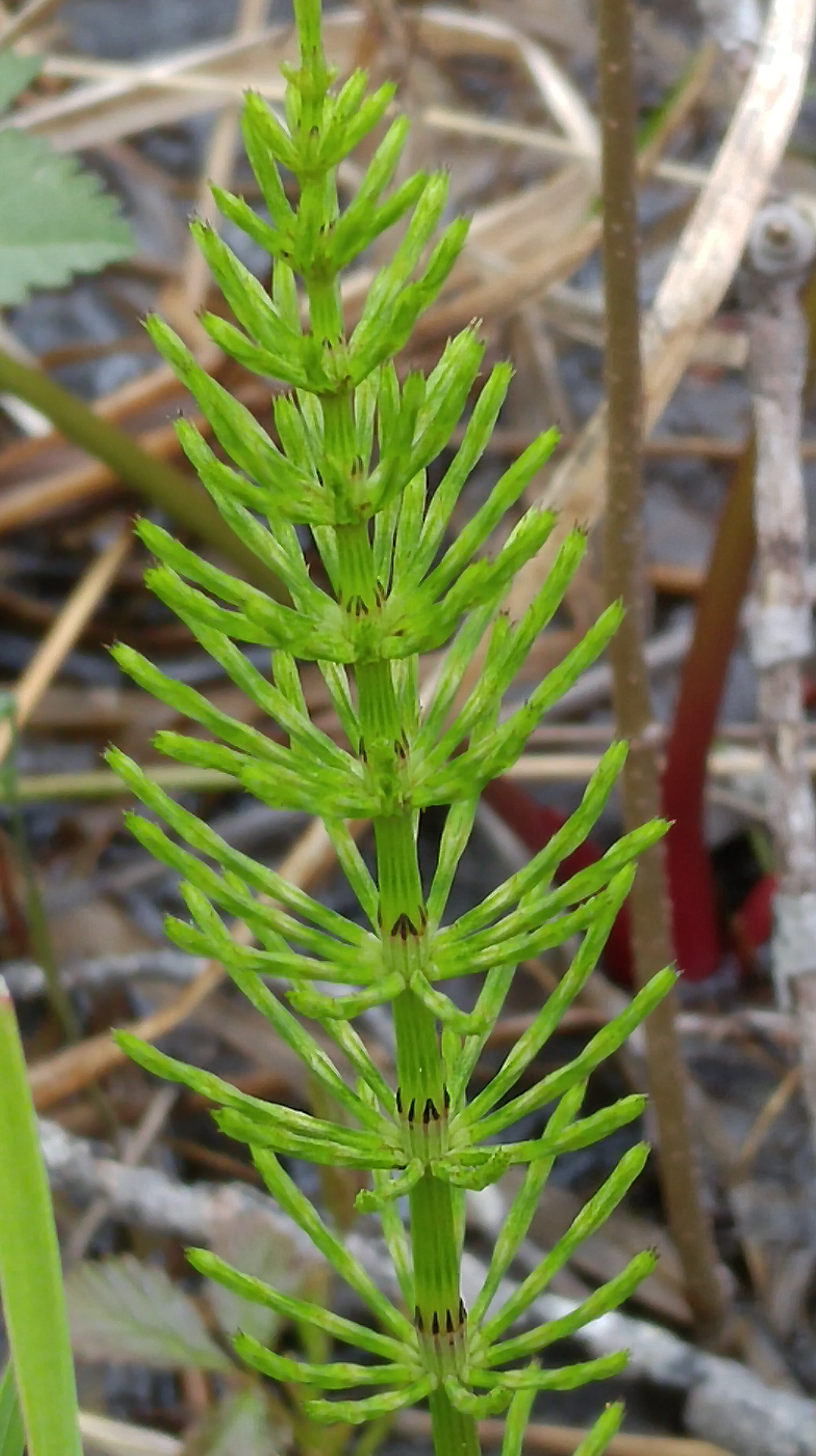 h-horsetail 1