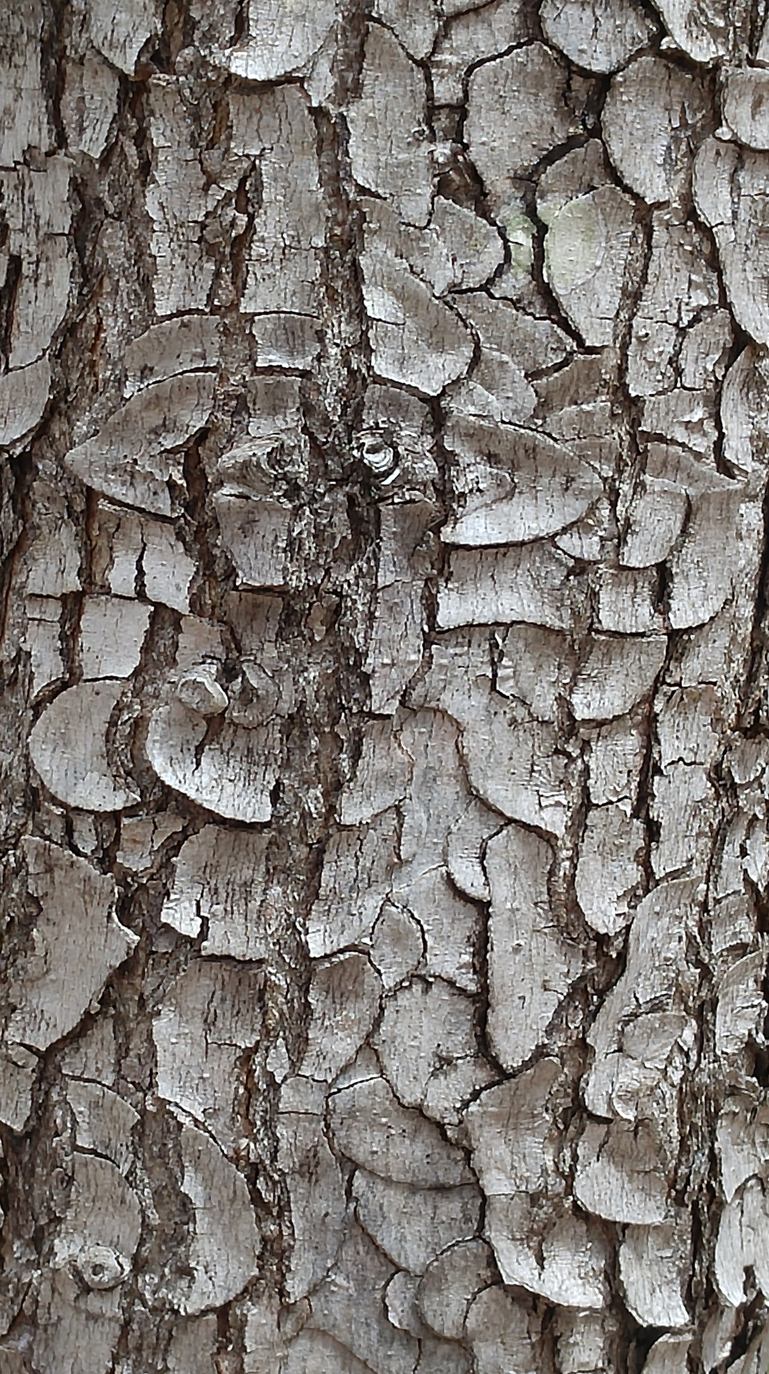 h-red maple bark