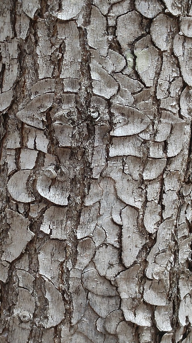 h-red maple bark