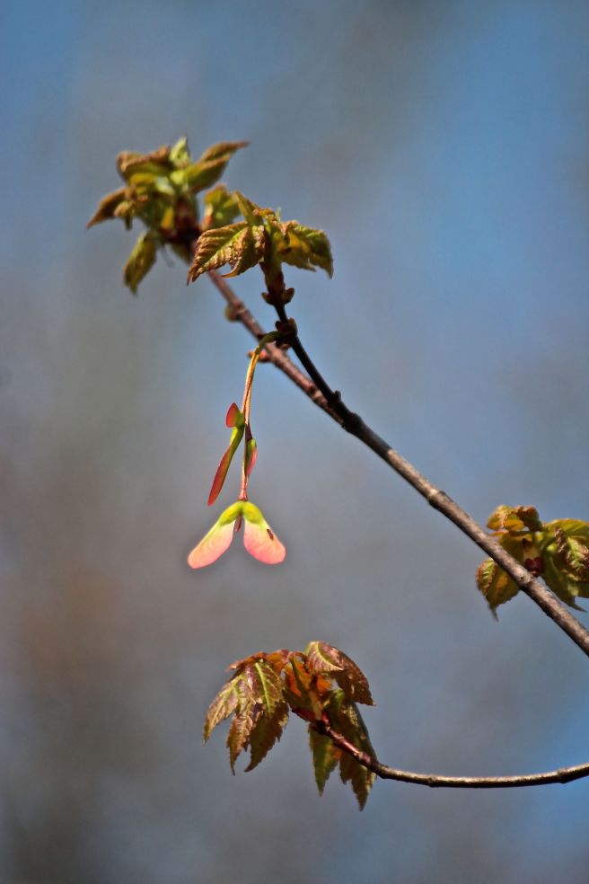 h-red maple samaras
