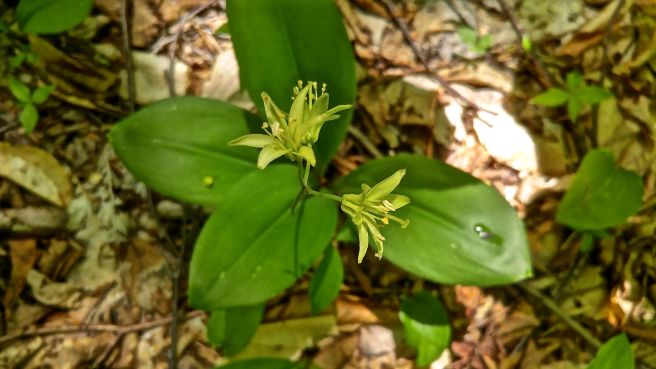 mph yellow clintonia