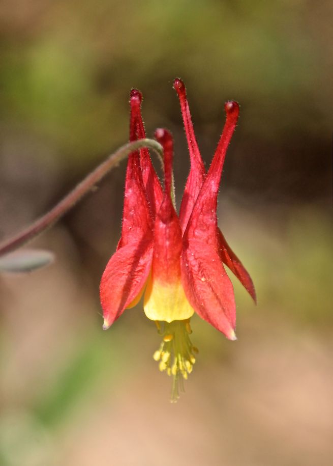 p-columbine 1