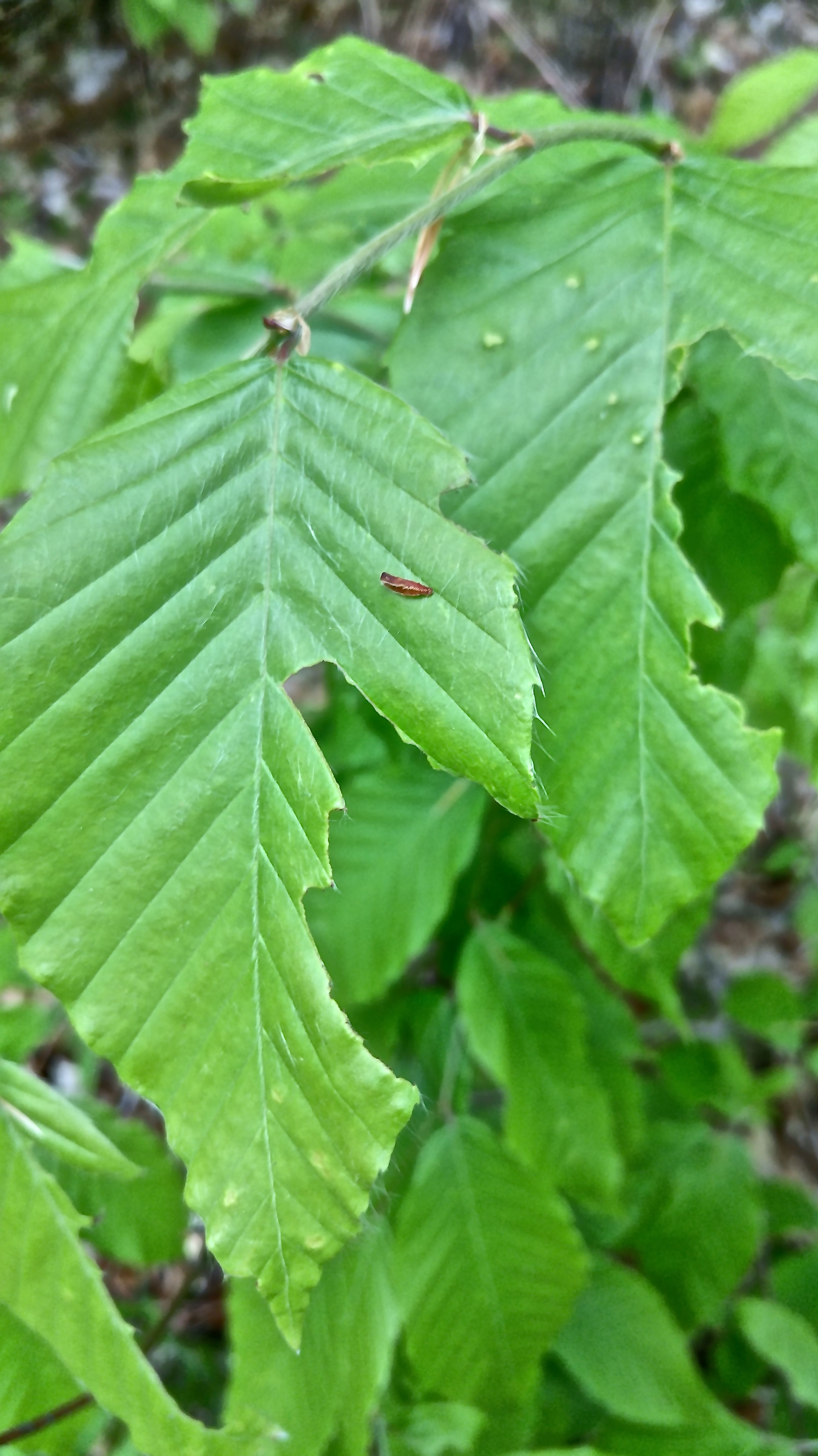 p-ph beech leaves