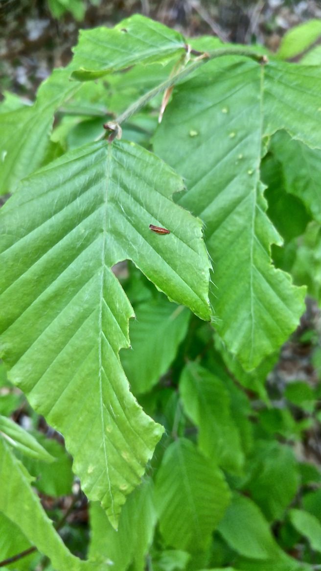 p-ph beech leaves