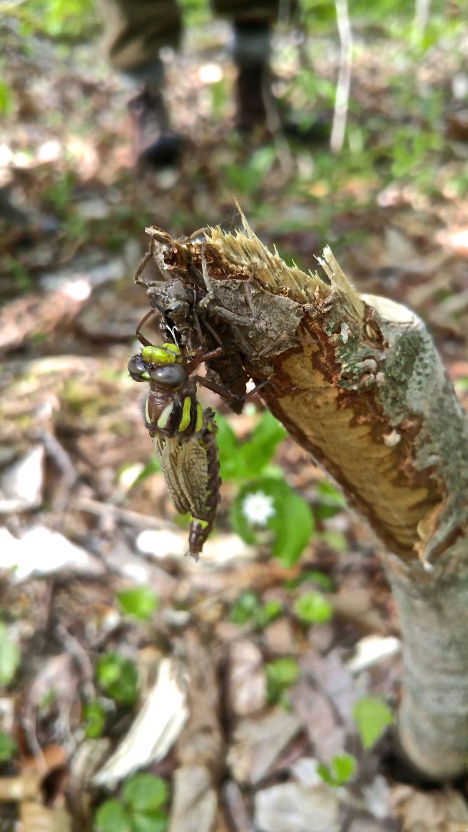 p-ph dragon middle 4