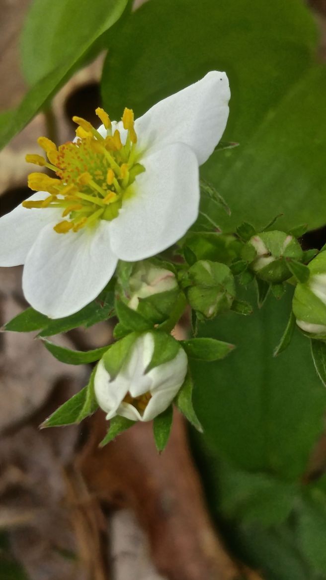 p-ph wild strawberry