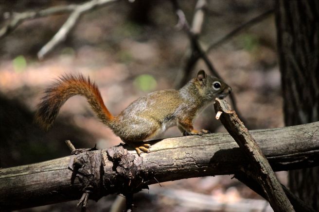 p-red squirrel