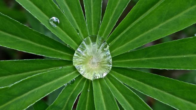 ph droplet on lupine leaf