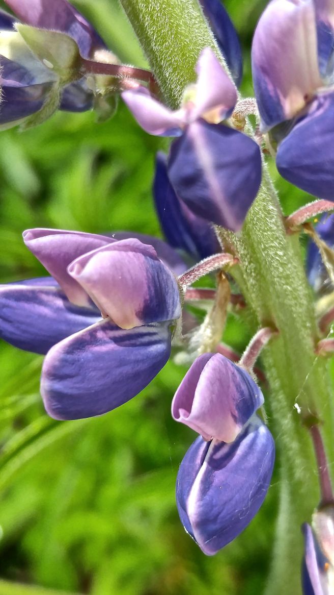 ph-lupine1