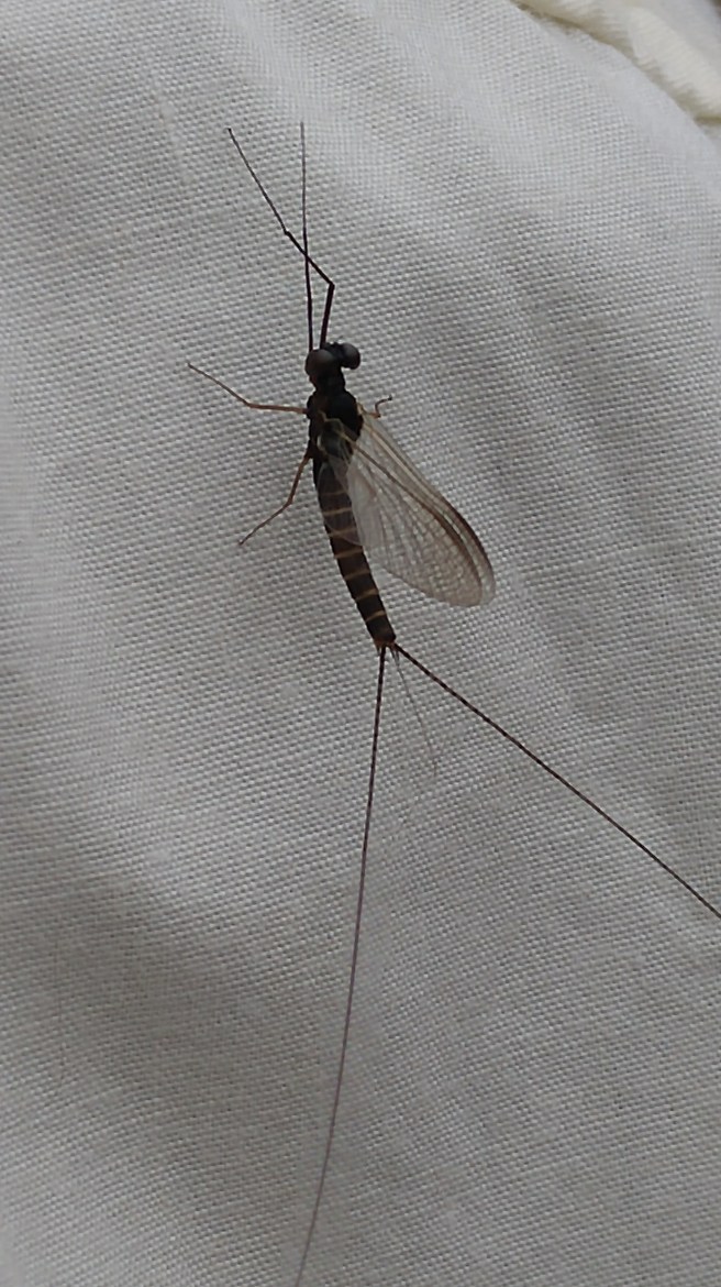 s-Mayfly 1