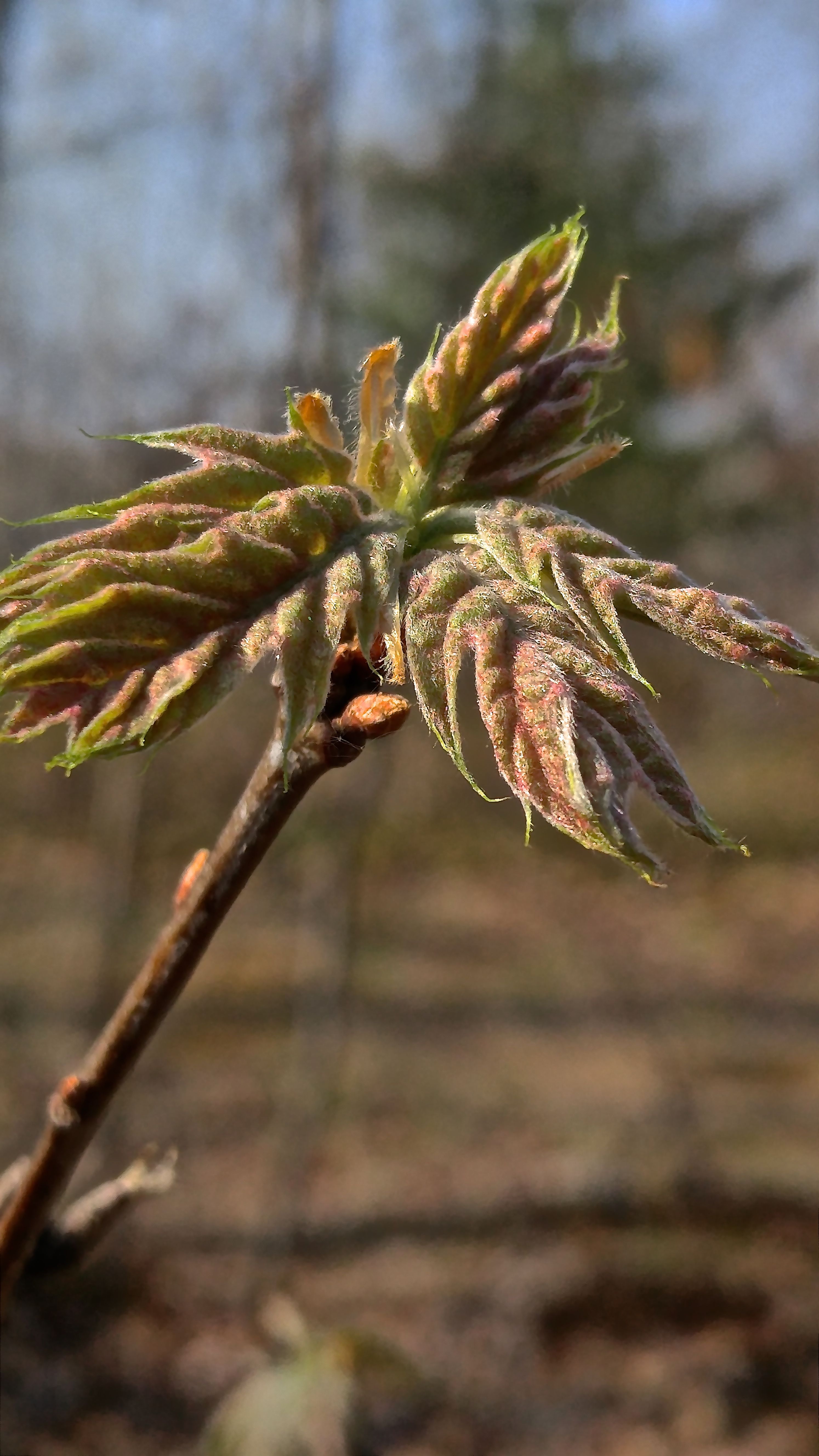 t-red oak mini leaves