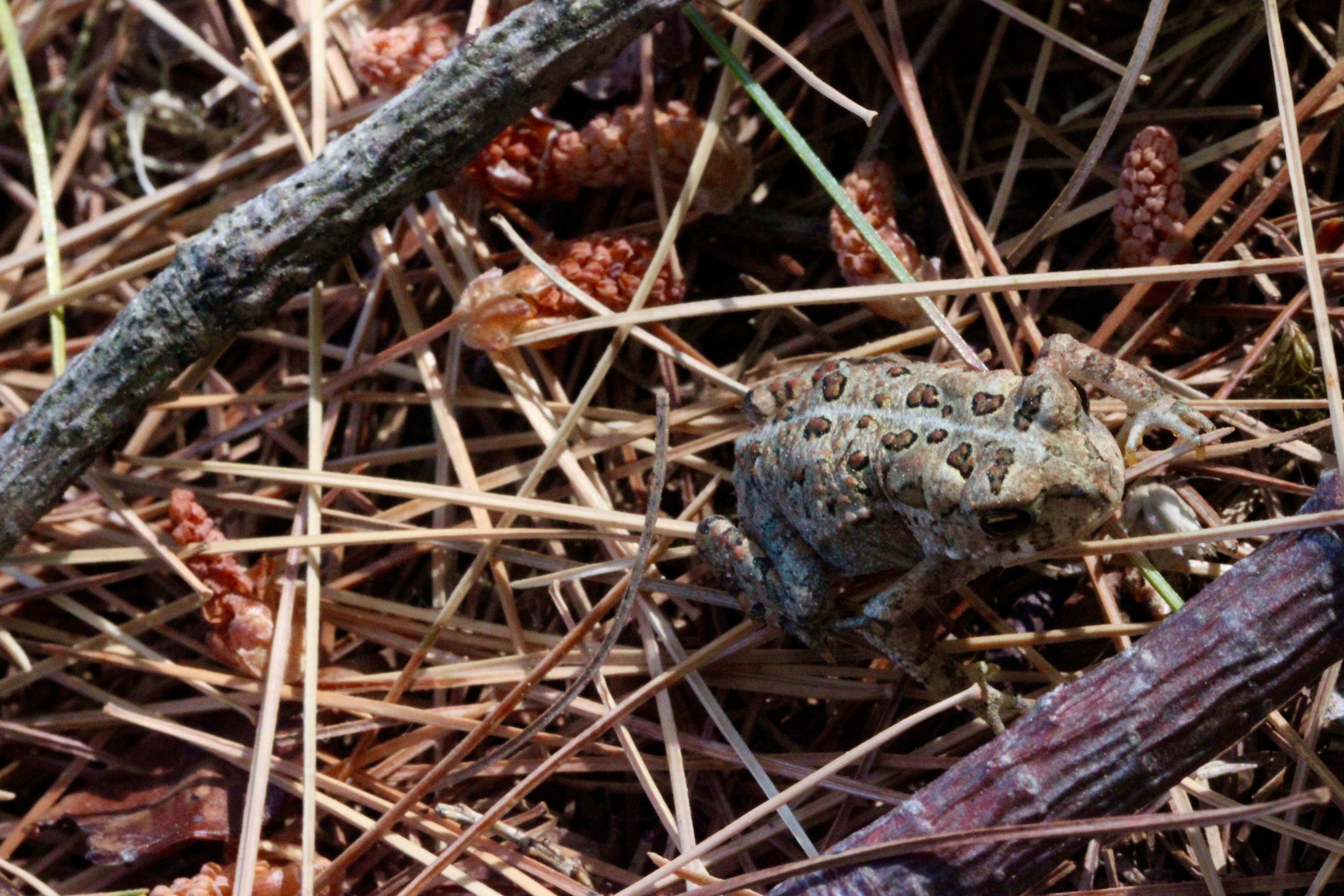 American toad