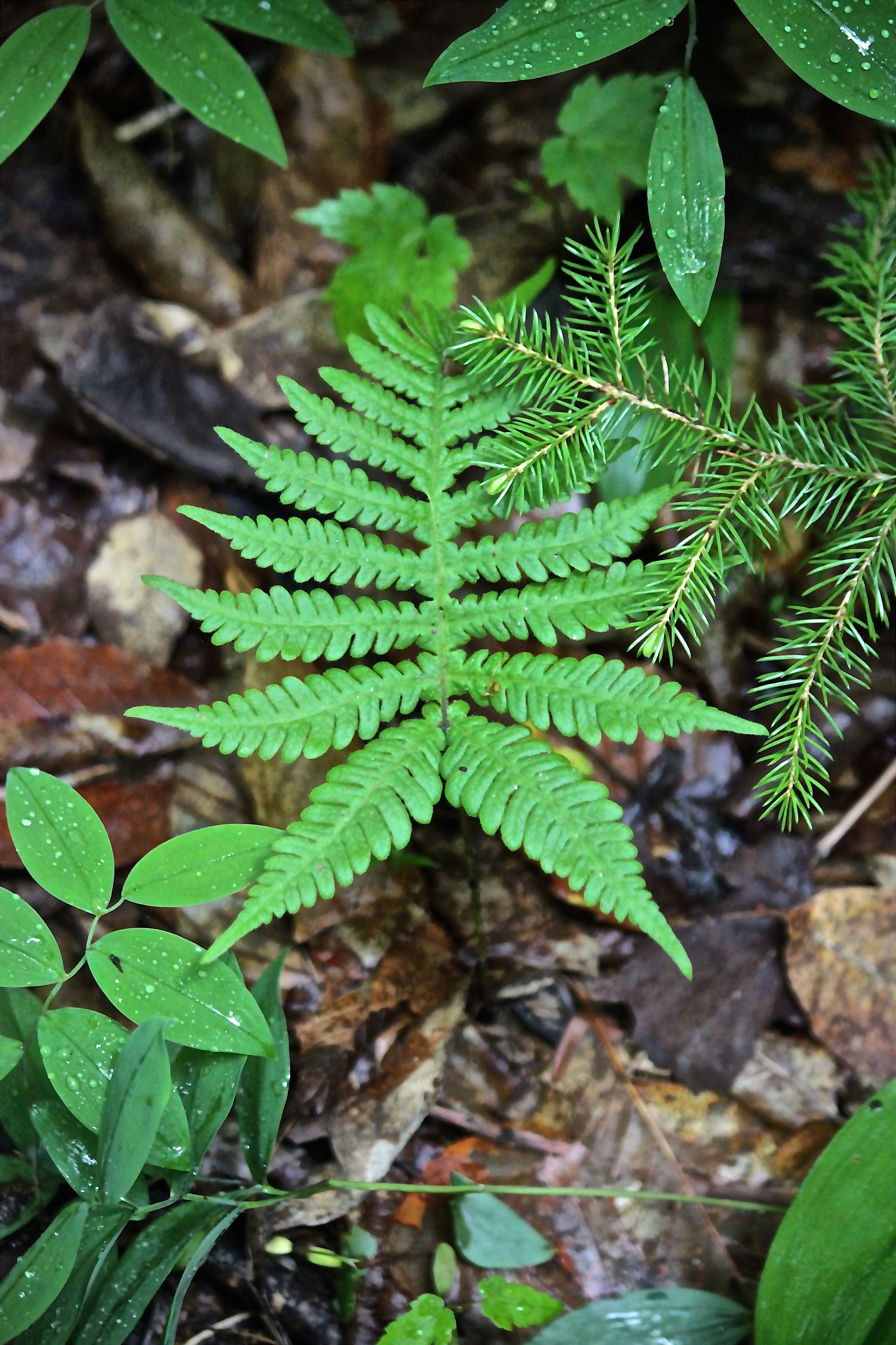 b-beech fern1