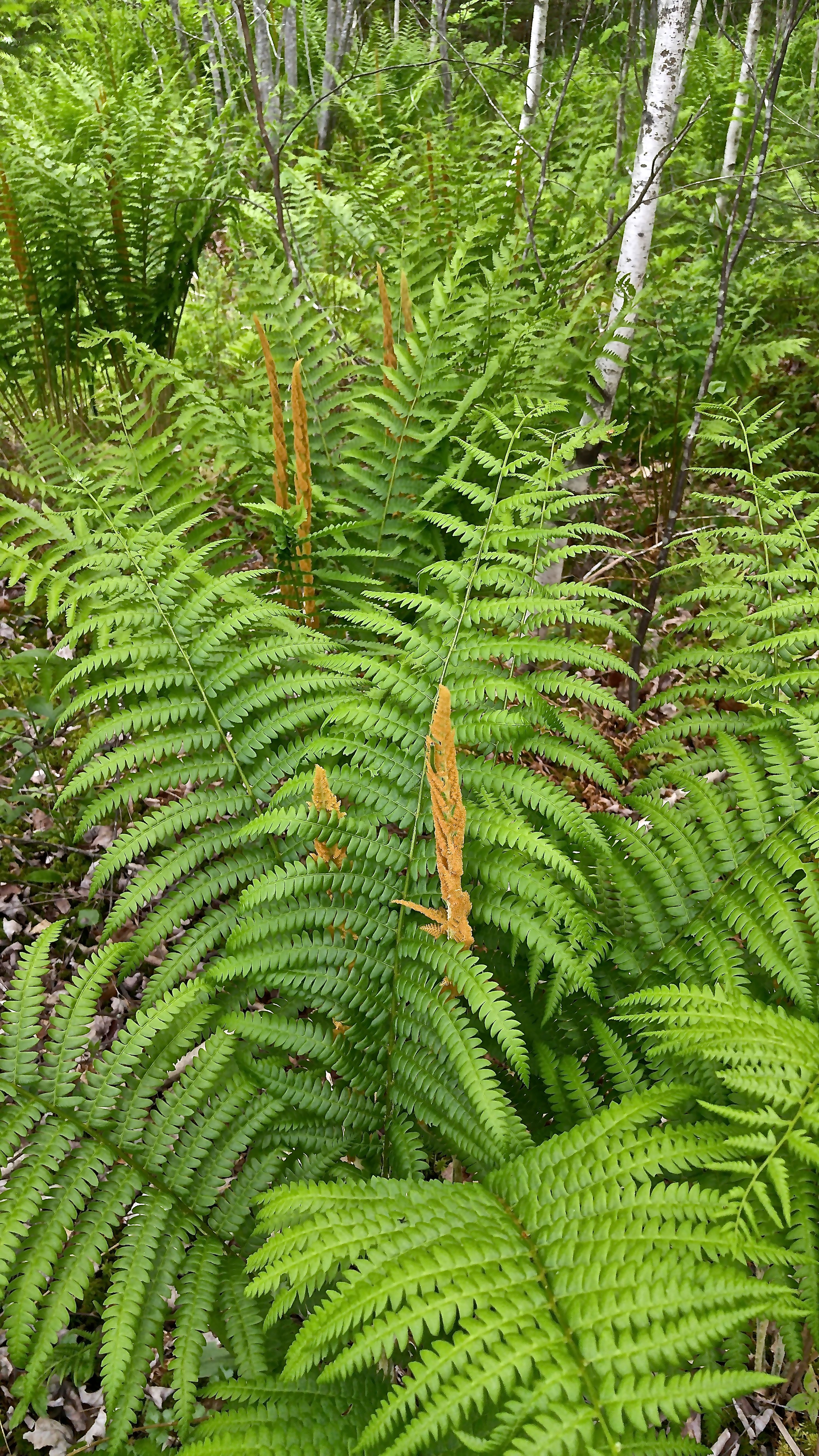 b-cinnamon ferns