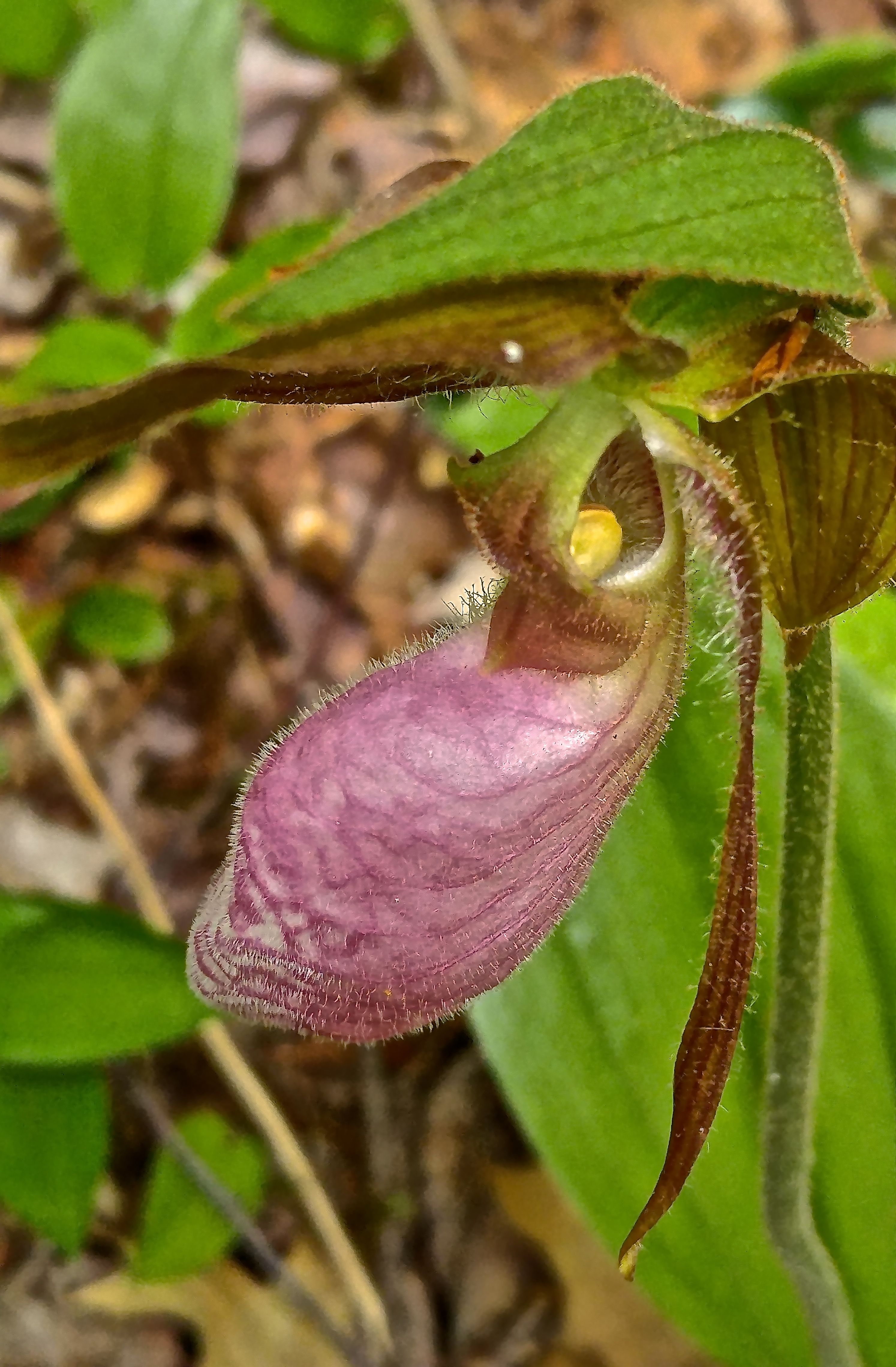 b-lady's slipper