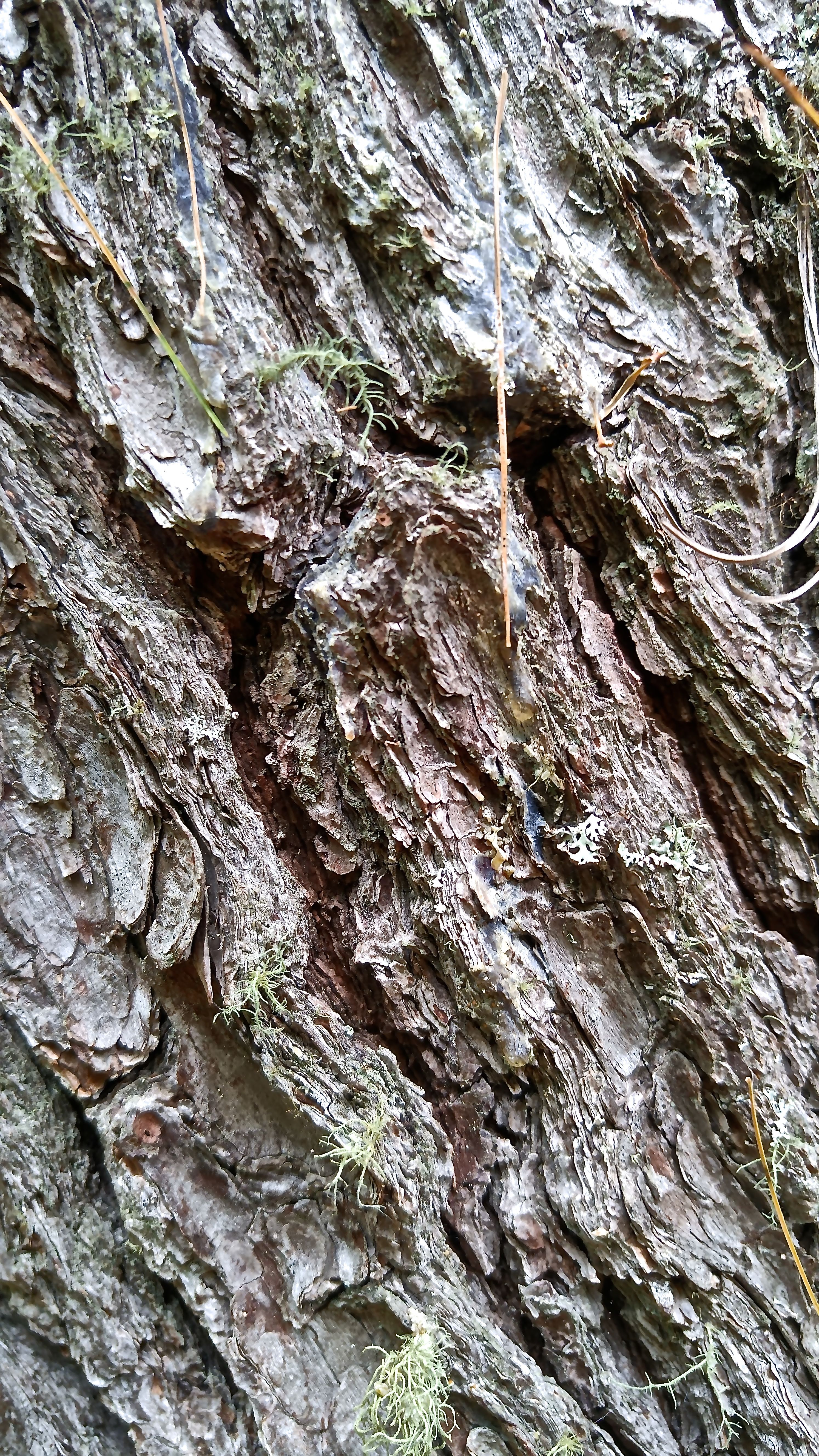 b-pine bark