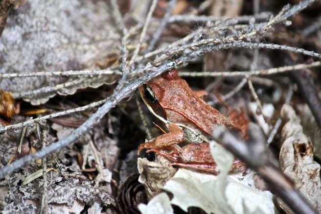 b-wood frog 1