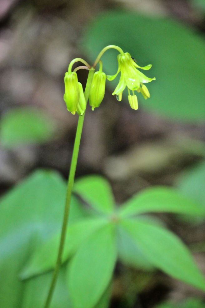 b-yellow clintonia.jpg