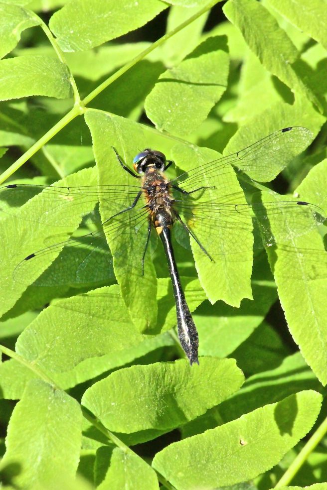 beaverpond clubtail dragonfly
