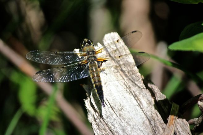 broad-tailed shadow dragonfly