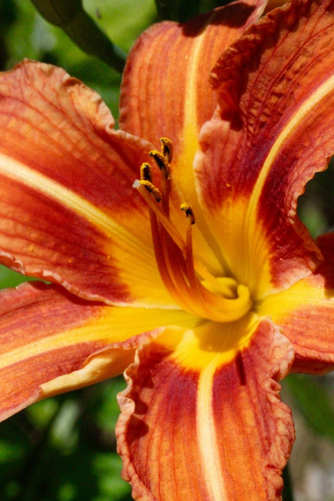 Day lily--perfect.jpg