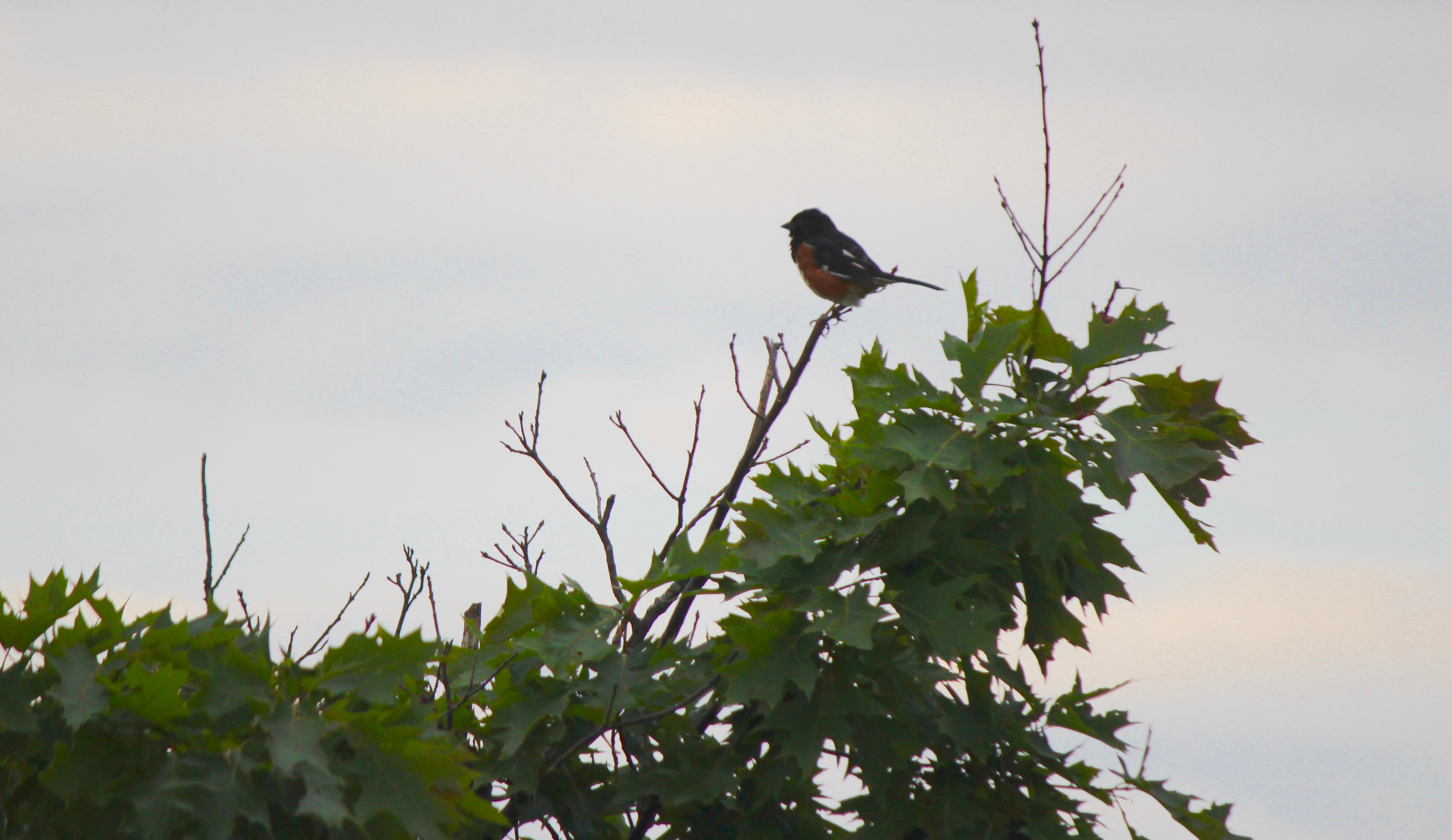 Eastern Towhee 2