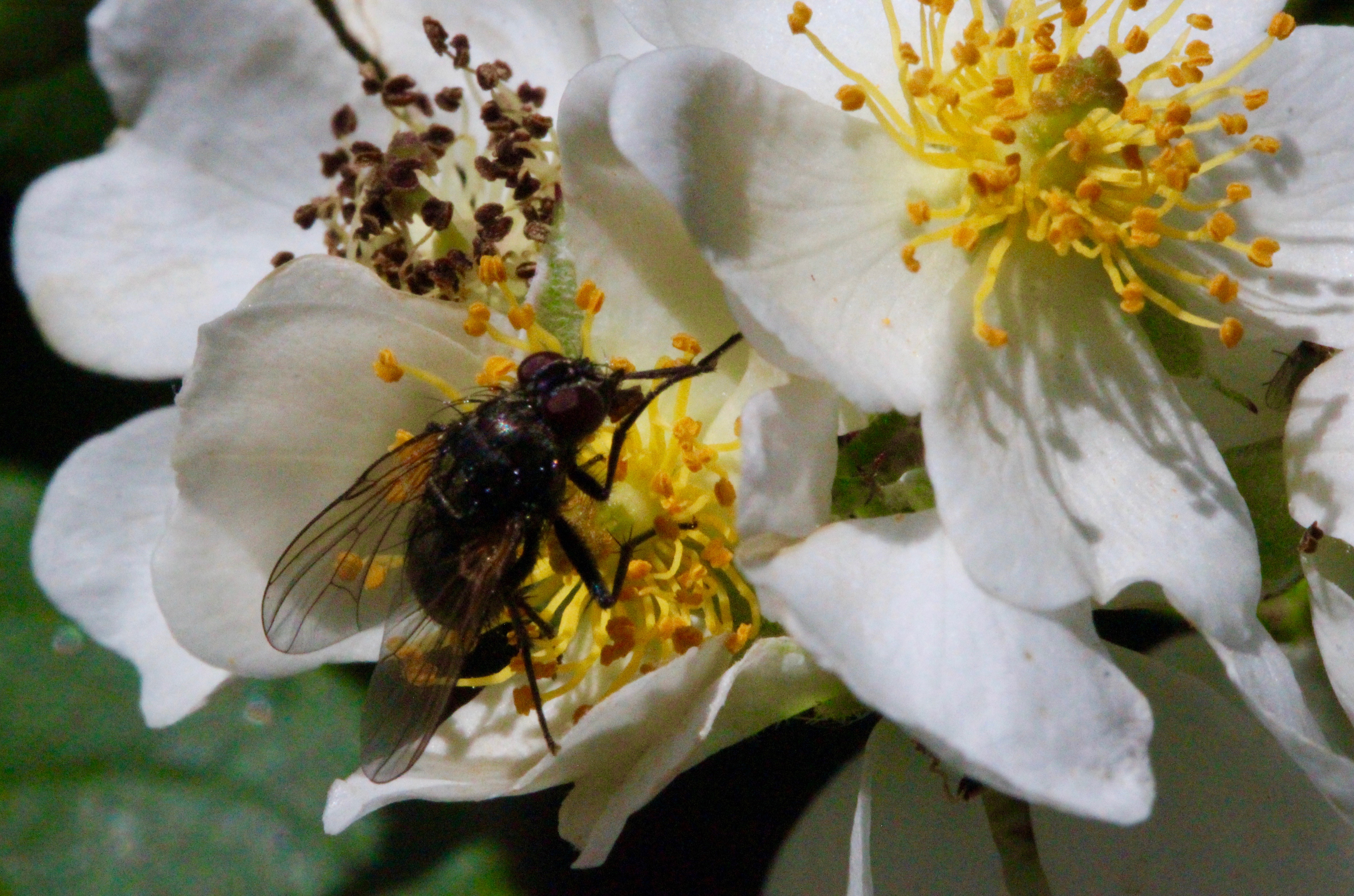 fly on multiflora rose