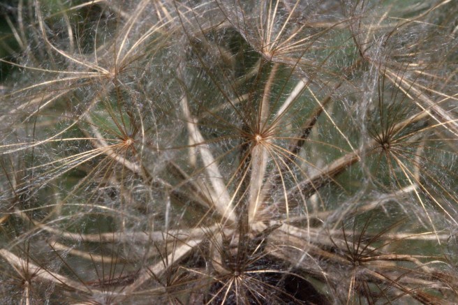 Goat's beard seedhead