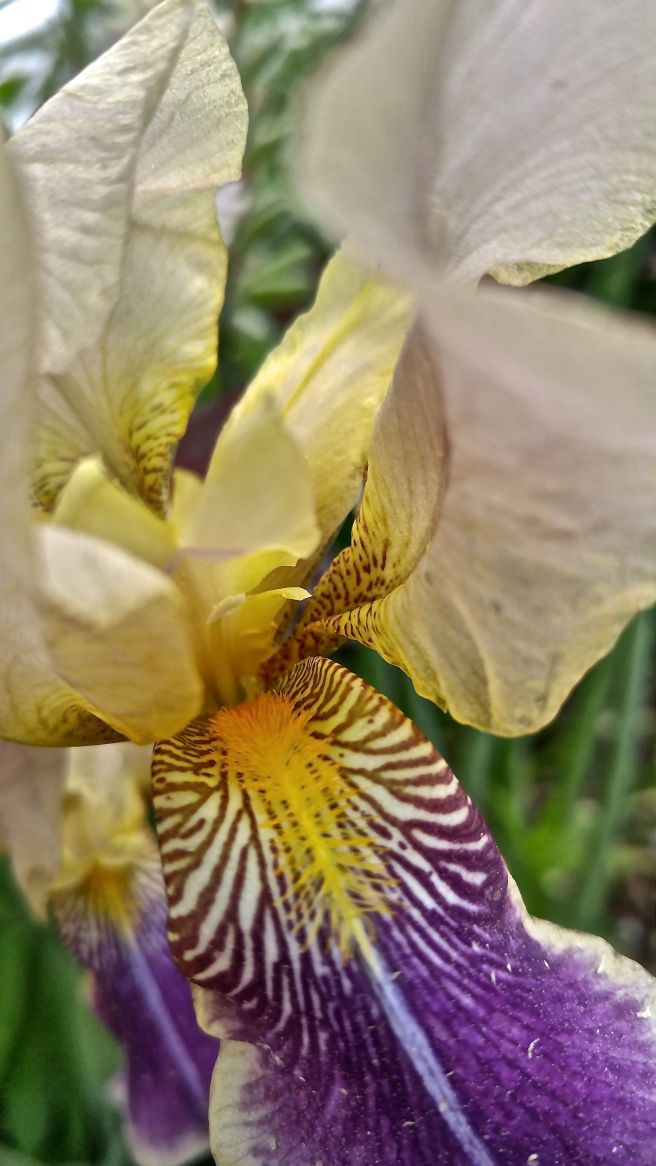 iris stamen 4