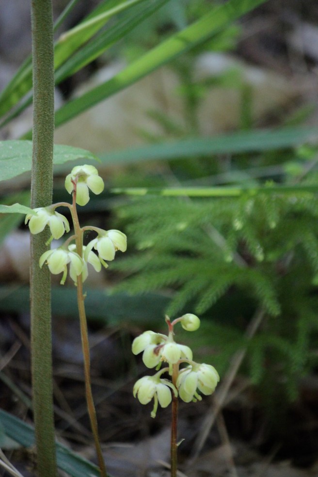 j-pyrola 2