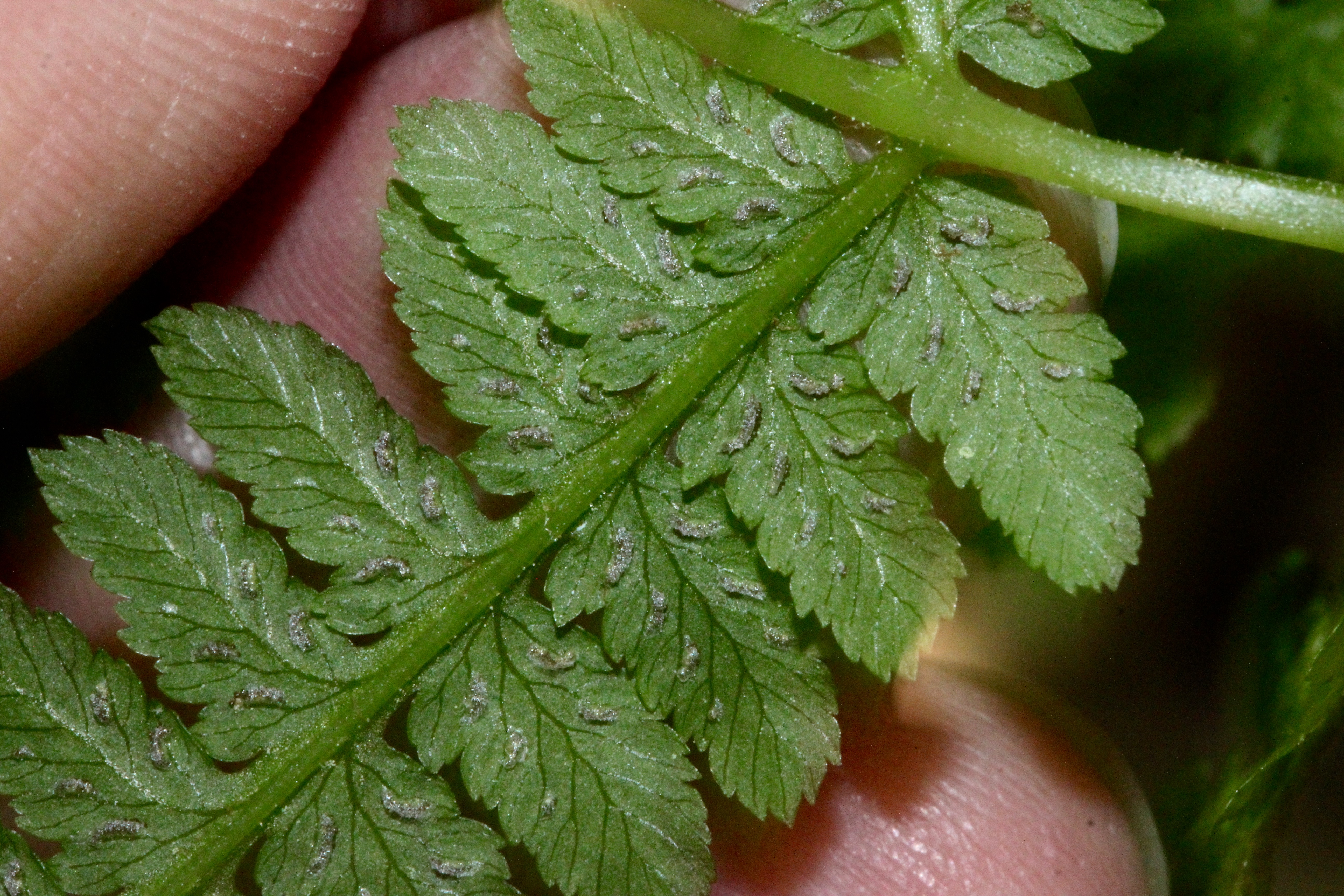 Lady fern spores