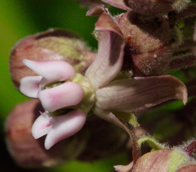 Milkweed 1