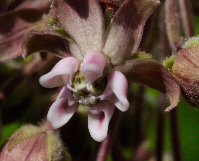 milkweed 5
