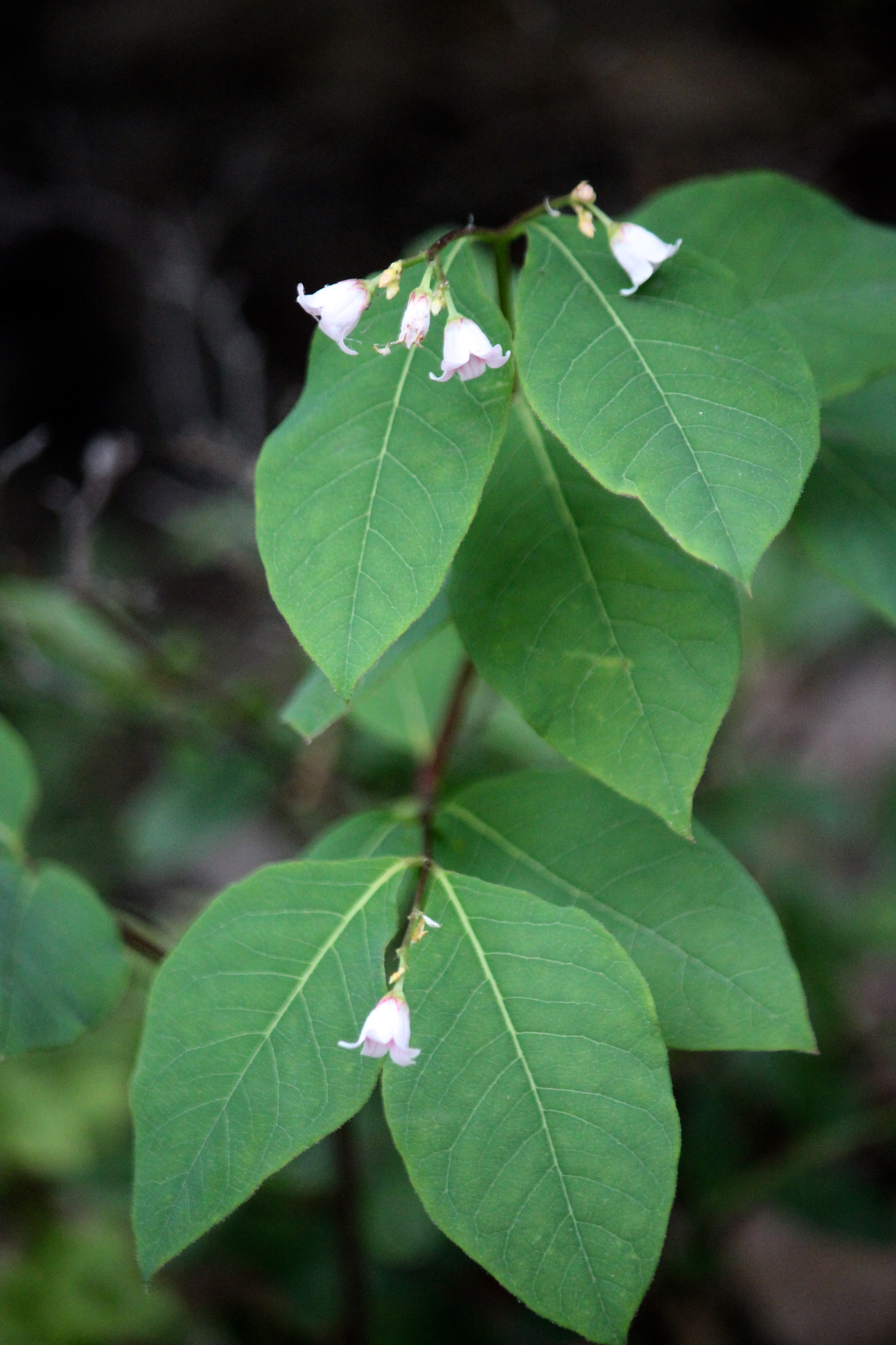 spreading dogbane