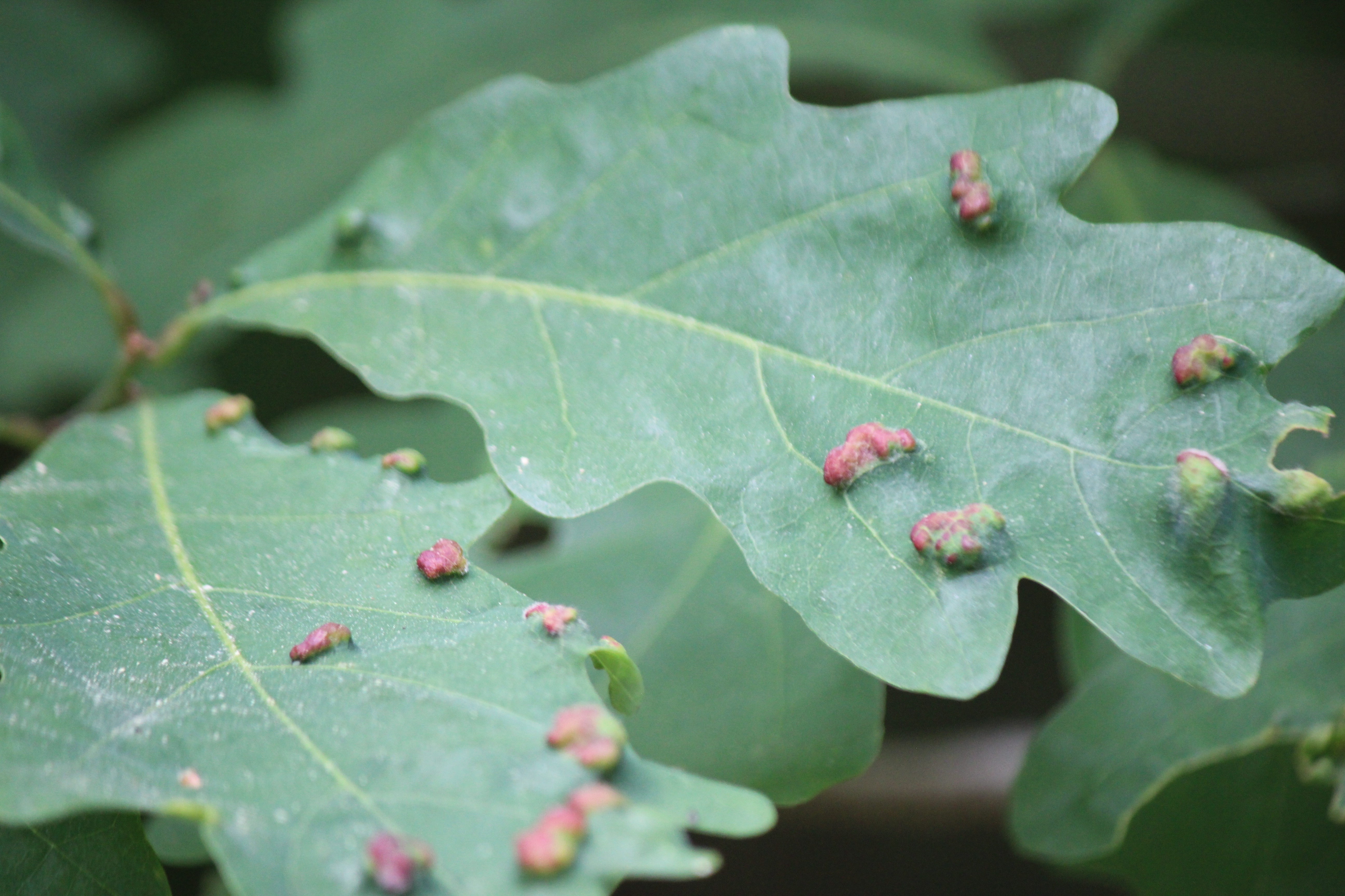 white oak gall