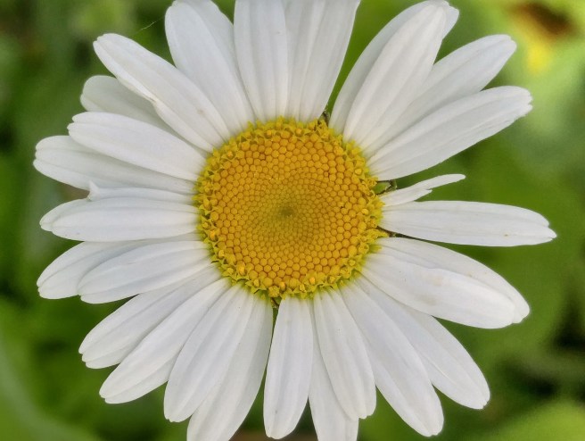 y-daisy 2 (1)