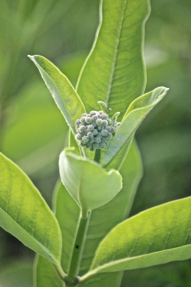 y-milkweed