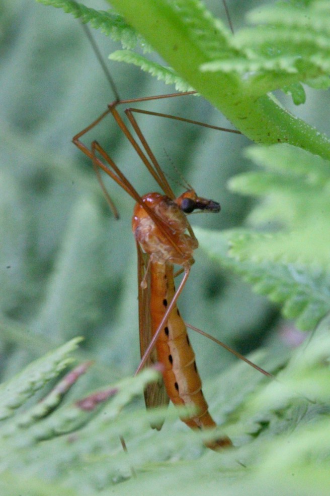 3cranefly