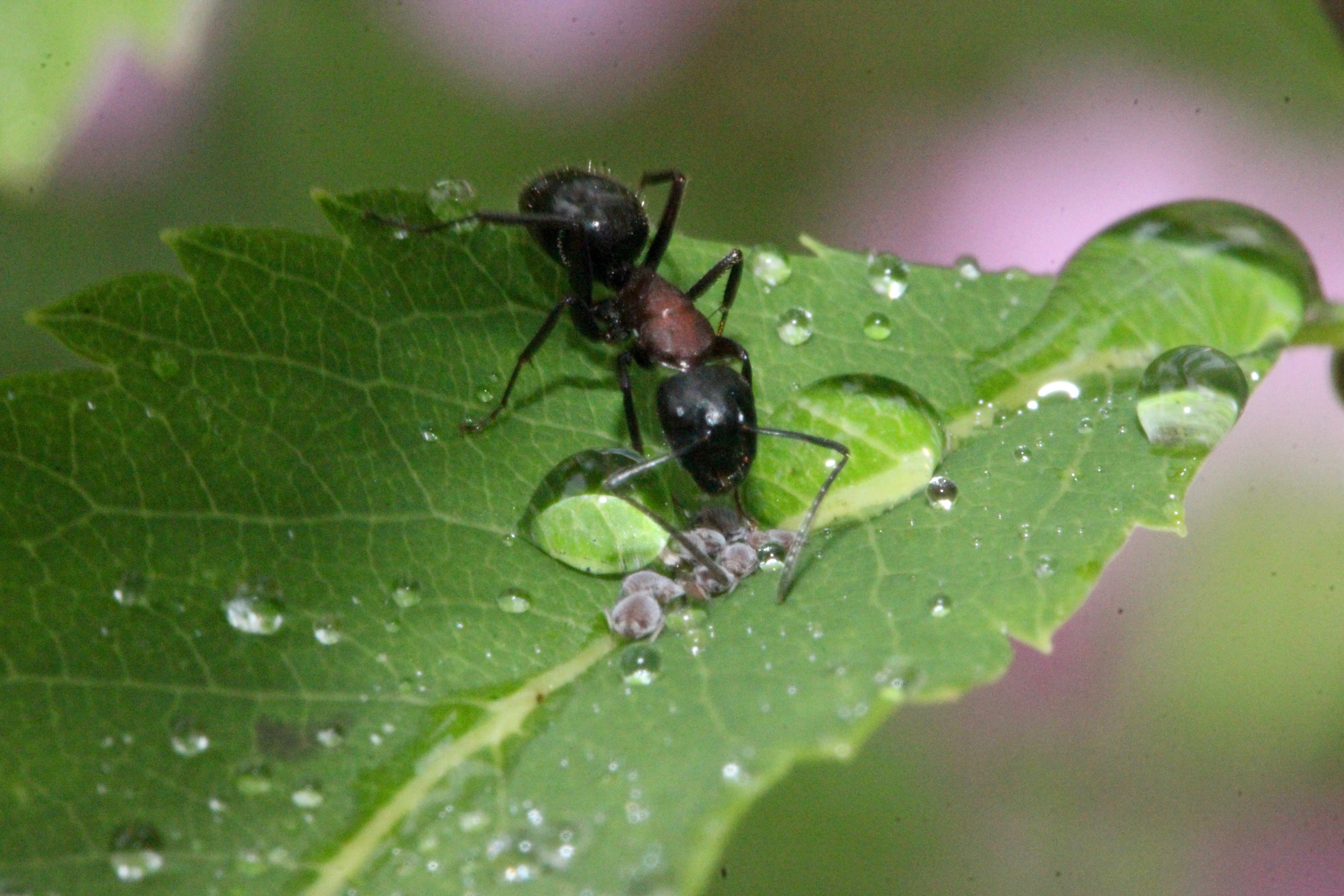 4ant milking aphids
