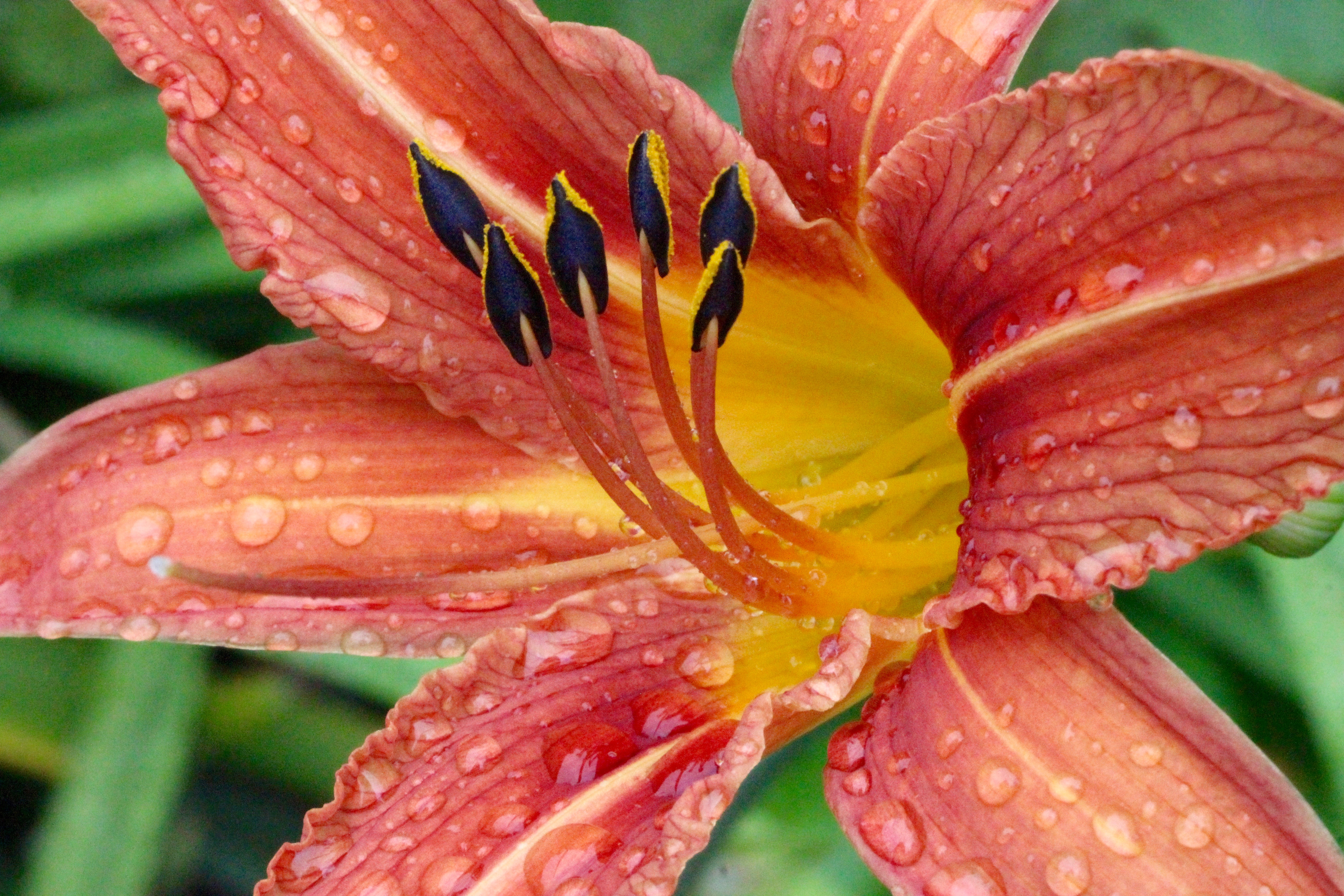 7daylily